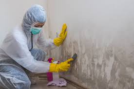 Best Attic Mold Removal in Shakopee, MN